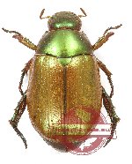Mimela javana (A2)