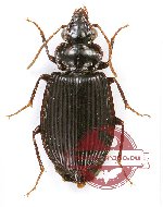 Carabidae sp. 50