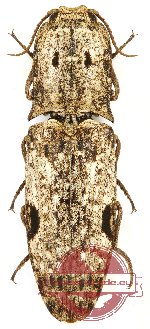 Elateridae sp. 34