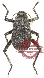 Tenebrionidae sp. 94