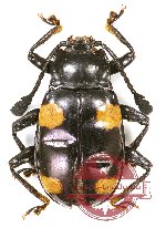 Eumorphus sp. 5