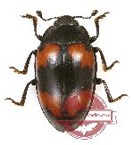 Erotylidae sp. 25