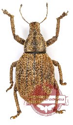 Curculionidae sp. 108