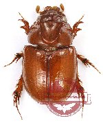 Orphninae sp. 1