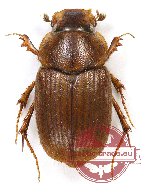 Sinaphodius sp. 1