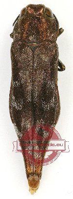 Agrilus sp. 67