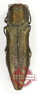 Agrilus sp. 66 (A-)