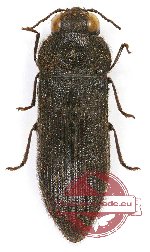 Acmaeodera crinita crinita