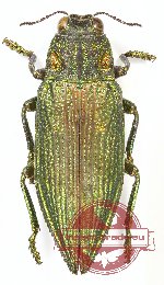 Chrysodema (s.str.) sp. 13