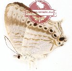 Cyrestis paulinus kuehni (A-)