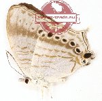 Cyrestis paulinus kuehni