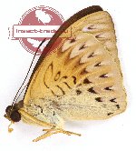 Tanaecia munda sumatrana