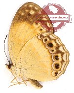 Cupha myronides myronides