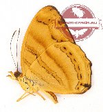 Chersonesia rahria celebensis