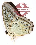 Parthenos sylvia sulana (A-)