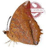 Charaxes harmodius martinus (A-)