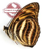 Tacola eulimene hegelochus (A-)