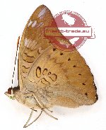 Euthalia aconthea aconthea (A-)