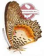 Cethosia myrina sarnada (A2)