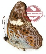 Lamasia lyncides ainarapta