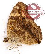 Junonia erigone ssp. ?