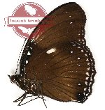 Hypolimnas diomea diomea (A2)