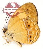 Cupha crameri keyana