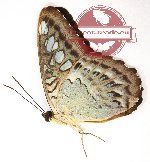 Parthenos sylvia aruana