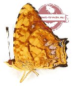 Symbrenthia hippoclus hippoclus