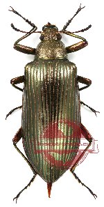 Tenebrionidae sp. 13