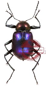 Tenebrionidae sp. 3