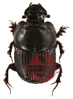 Liatongus sp. 1