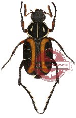 Paratrichius campagnei