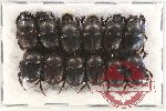 Scientific lot no. 619 Coprophaga (12 pcs)