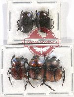 Scientific lot no. 633 Coprophaga (5 pcs)