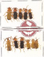 Scientific lot no. 59 Cantharidae (11 pcs)