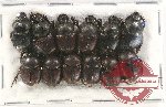 Scientific lot no. 618 Coprophaga (12 pcs)