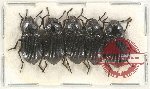 Scientific lot no. 336 Tenebrionidae (5 pcs)