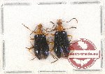 Scientific lot no. 339 Tenebrionidae (2 pcs)