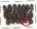 Scientific lot no. 328 Tenebrionidae (20 pcs)