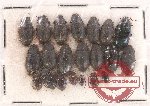 Scientific lot no. 304 Tenebrionidae (20 pcs)