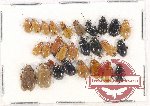 Scientific lot no. 413 Chrysomelidae (27 pcs)