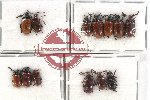 Scientific lot no. 421A Chrysomelidae (Lilioceris spp.) (13 pcs)