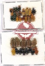 Scientific lot no. 414 Chrysomelidae (34 pcs)