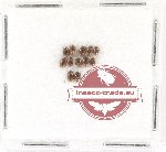 Scientific lot no. 90 Coccinelidae (12 pcs)