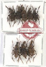 Scientific lot no. 104 Anthribidae (8 pcs)