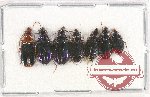 Scientific lot no. 552 Carabidae (7 pcs)