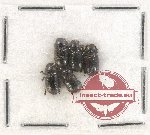 Scientific lot no. 298 Tenebrionidae (5 pcs)