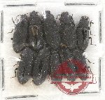 Scientific lot no. 294 Tenebrionidae (10 pcs)