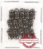 Scientific lot no. 325 Tenebrionidae (15 pcs)